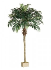 Palm Trees